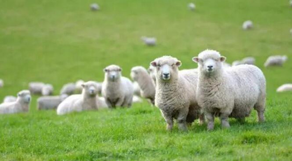 去新西兰必买的十大商品，新西兰旅游最值得购买的物品推荐