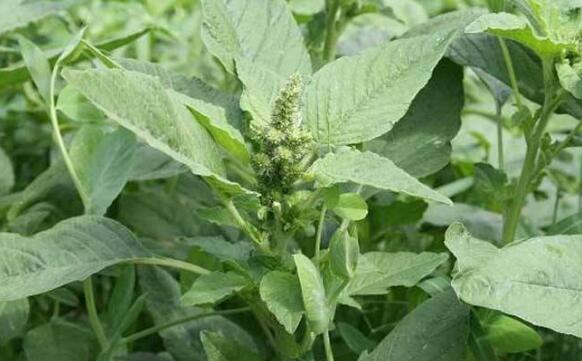 十大补肾的青菜排名 补肾蔬菜有哪些