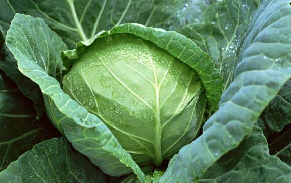 十大补肾的青菜排名 补肾蔬菜有哪些