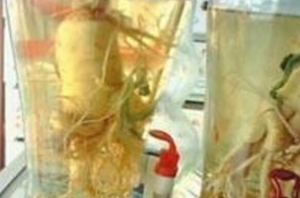 十大补肾壮阳酒排名 吓跑女人壮阳药酒都在这