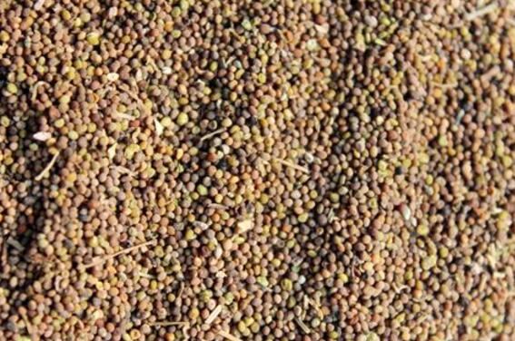 护肾三大宝食物 黑芝麻/海参/菟丝子