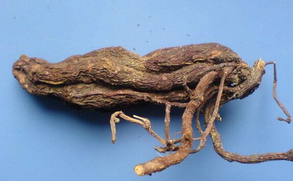 女人养肾最佳10食物 栗子和银耳上榜，女性一定要多吃