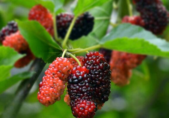 十大补肾水果排名 补肾的水果有哪些