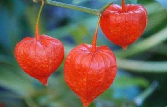 十大补肾水果排名 补肾的水果有哪些