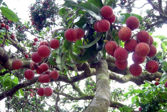 十大补肾水果排名 补肾的水果有哪些