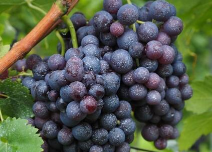 十大补肾水果排名 补肾的水果有哪些