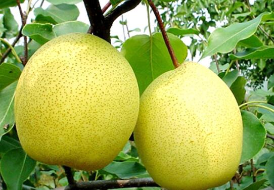 十大补肾水果排名 补肾的水果有哪些