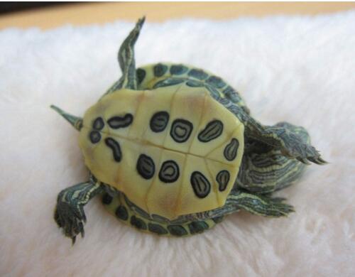 巴西龟寿命,活不到35岁(附延长寿命办法)