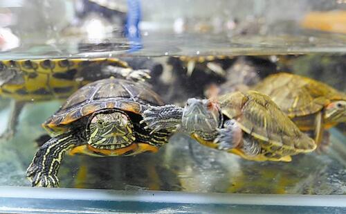 巴西龟寿命,活不到35岁(附延长寿命办法)