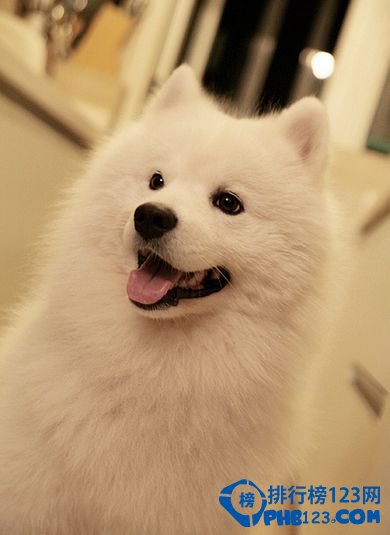 世界上最温顺的狗排名