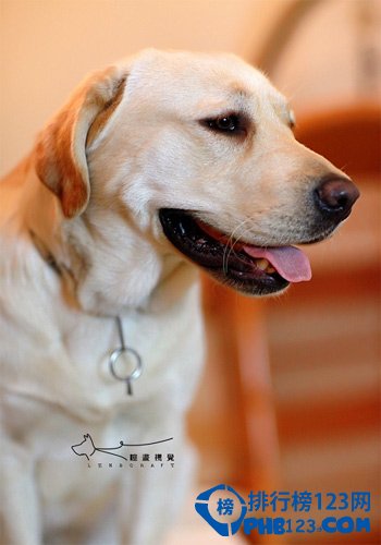 世界上最温顺的狗排名