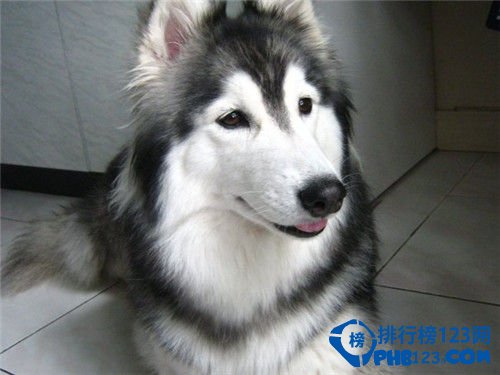 世界上最温顺的狗排名