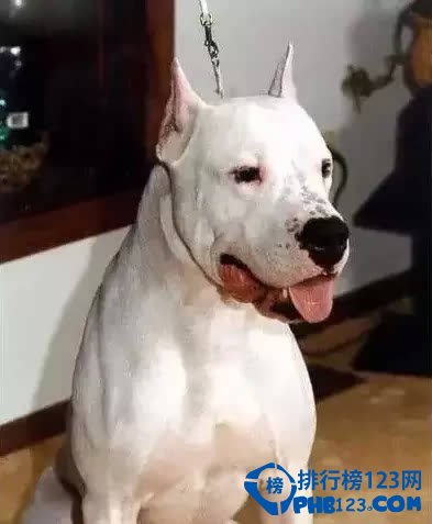 世界上最凶猛的犬种排名