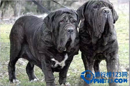 世界上最凶猛的犬种排名