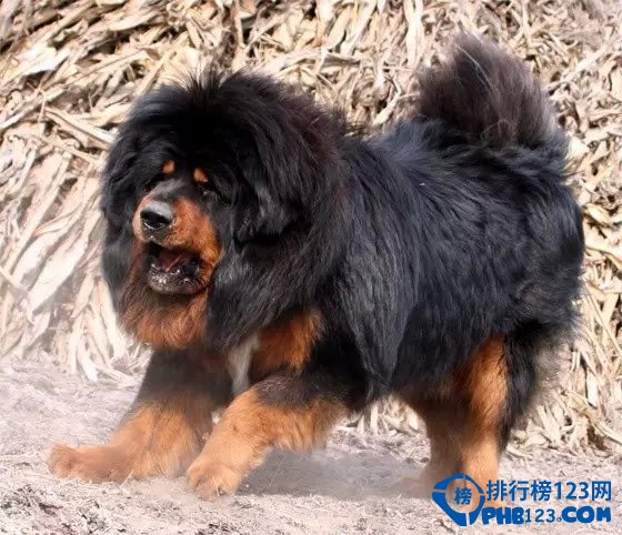 世界上最凶猛的犬种排名