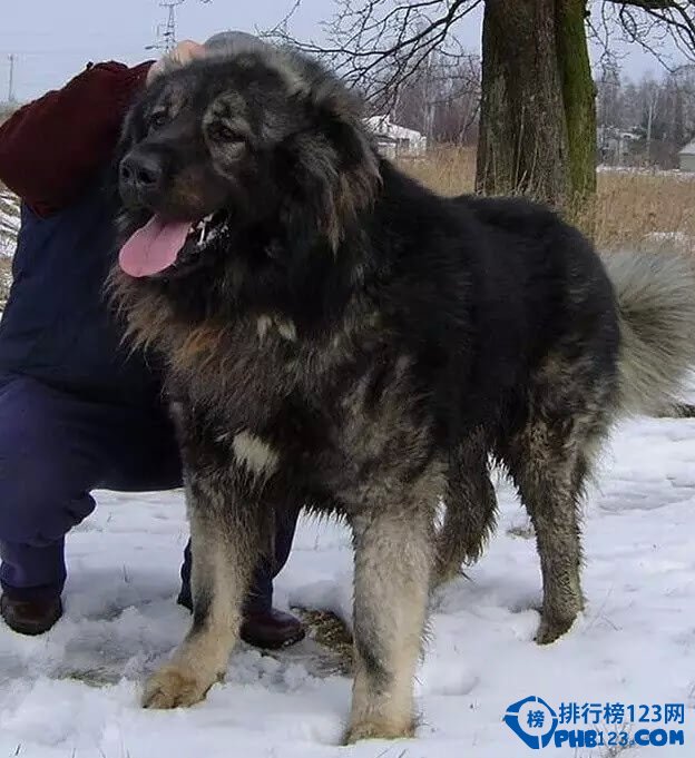 世界上最凶猛的犬种排名