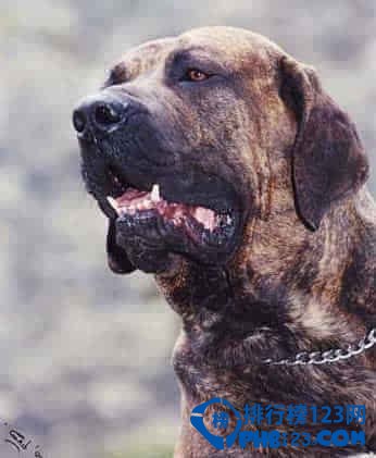 世界上最凶猛的犬种排名
