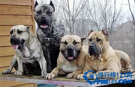 世界上最凶猛的犬种排名