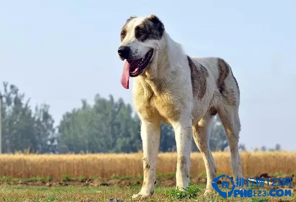 世界上最凶猛的犬种排名