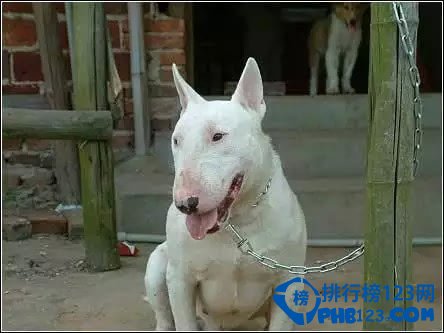 世界上最凶猛的犬种排名