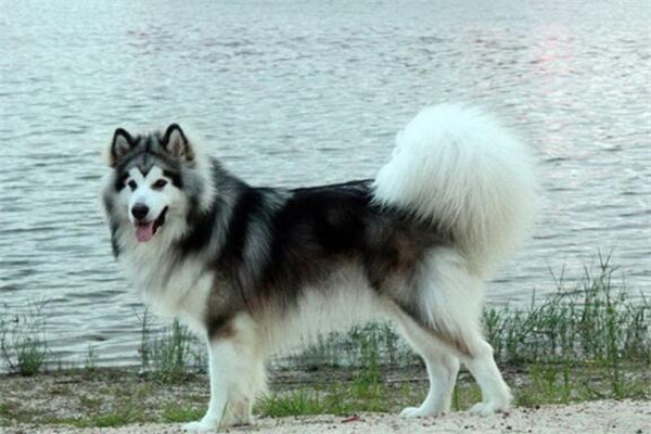 狗中三精与狗里的拆家四天王排名，人称狗中三傻四疯