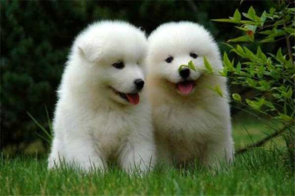 狗中三精与狗里的拆家四天王排名，人称狗中三傻四疯