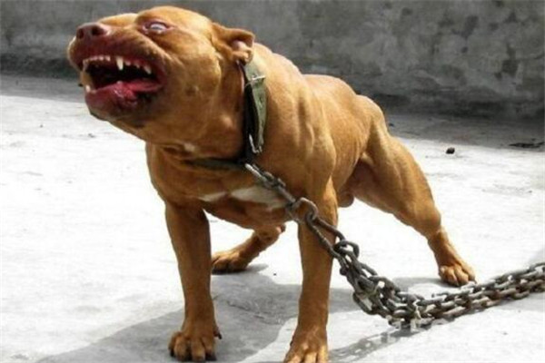 狗中三精与狗里的拆家四天王排名，人称狗中三傻四疯