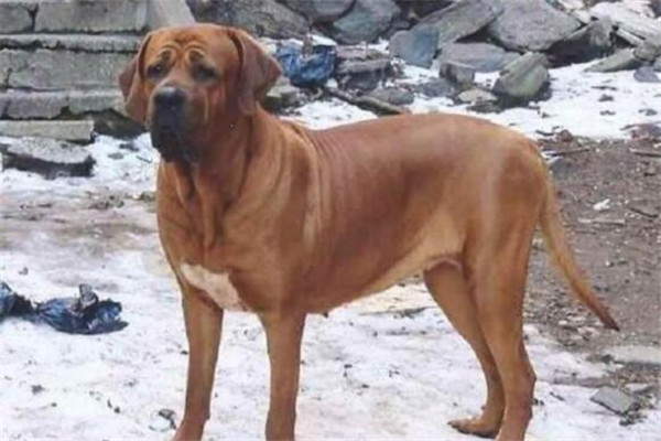 狗中三精与狗里的拆家四天王排名，人称狗中三傻四疯