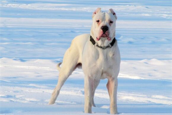 狗中三精与狗里的拆家四天王排名，人称狗中三傻四疯