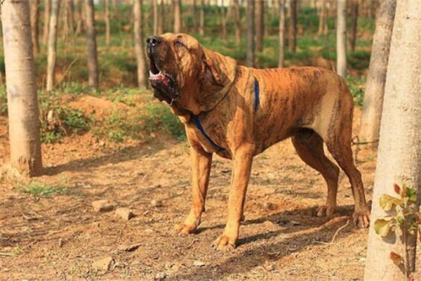 狗中三精与狗里的拆家四天王排名，人称狗中三傻四疯