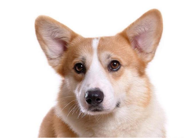 十大狗狗颜值大排名，适合家养的小型狗聪明又好养