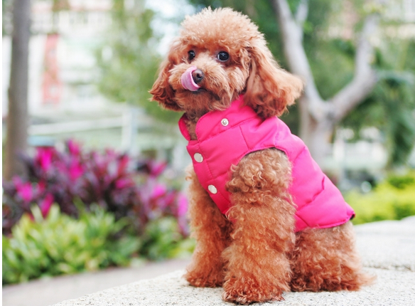 十大狗狗颜值大排名，适合家养的小型狗聪明又好养