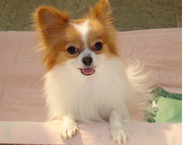 十大狗狗颜值大排名，适合家养的小型狗聪明又好养