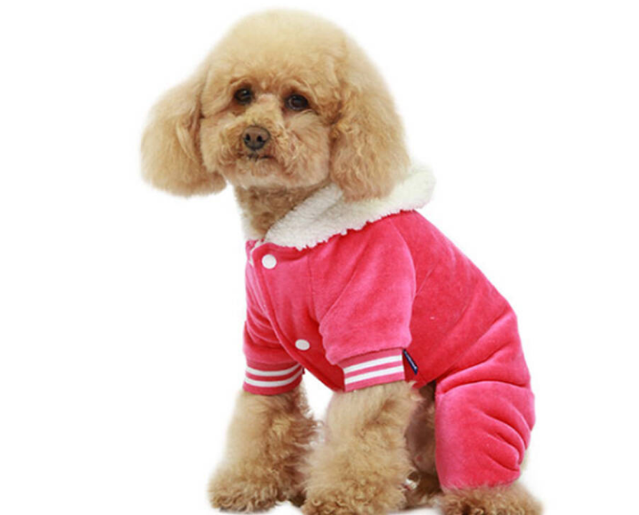 十大狗狗颜值大排名，适合家养的小型狗聪明又好养