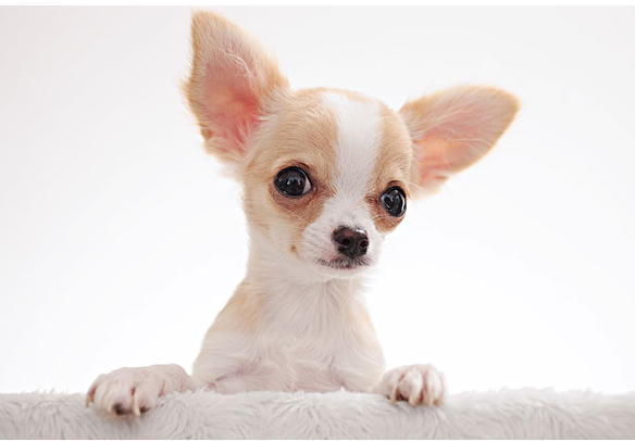 十大狗狗颜值大排名，适合家养的小型狗聪明又好养