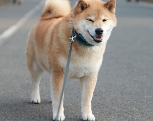 十大狗狗颜值大排名，适合家养的小型狗聪明又好养