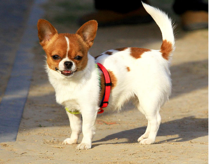 十大温顺犬排行榜，最受欢迎的家养宠物狗