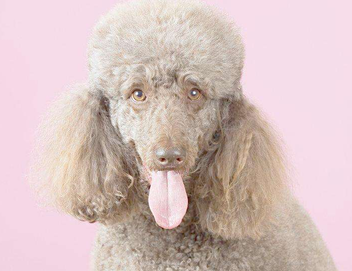 十大温顺犬排行榜，最受欢迎的家养宠物狗