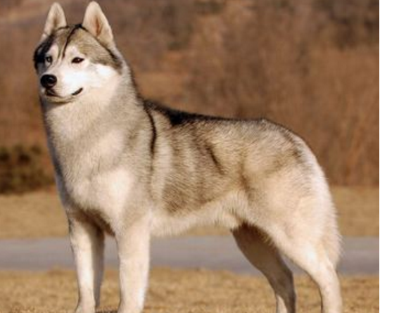 十大温顺犬排行榜，最受欢迎的家养宠物狗