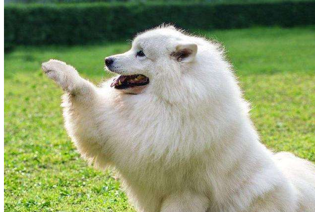 十大温顺犬排行榜，最受欢迎的家养宠物狗