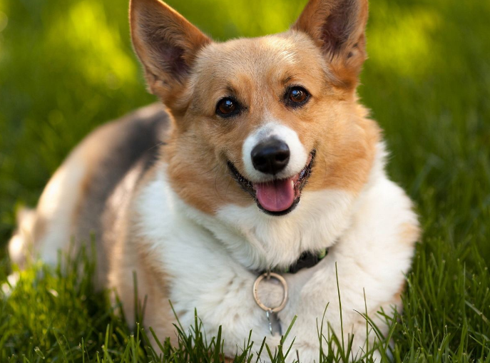 十大温顺犬排行榜，最受欢迎的家养宠物狗