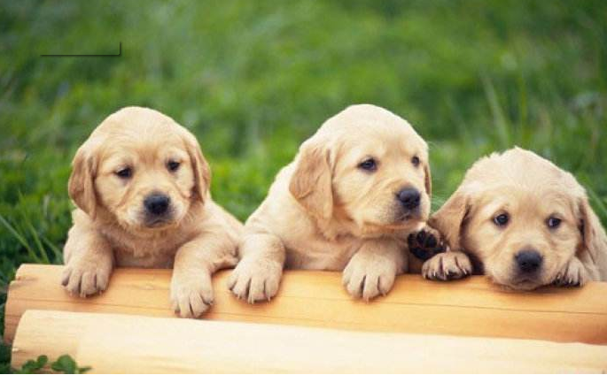 十大温顺犬排行榜，最受欢迎的家养宠物狗