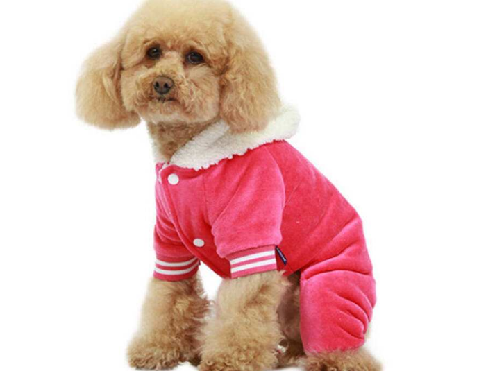 十大温顺犬排行榜，最受欢迎的家养宠物狗