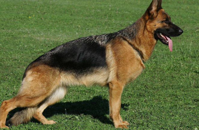 十大温顺犬排行榜，最受欢迎的家养宠物狗