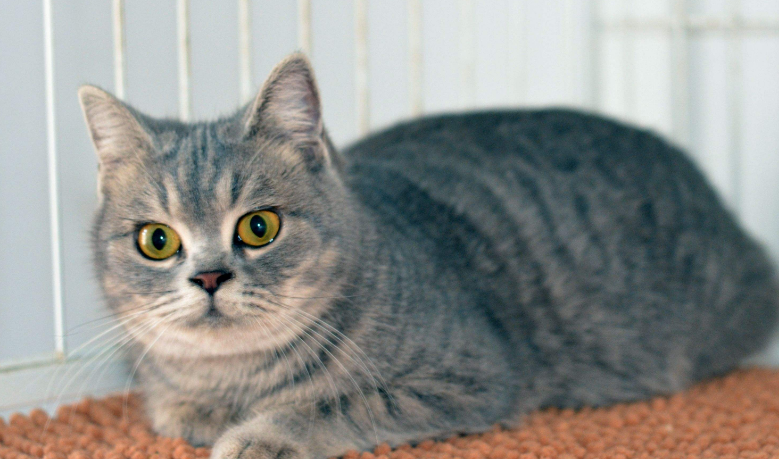 热门宠物种类有哪些？全球十大最受欢迎宠物排行榜