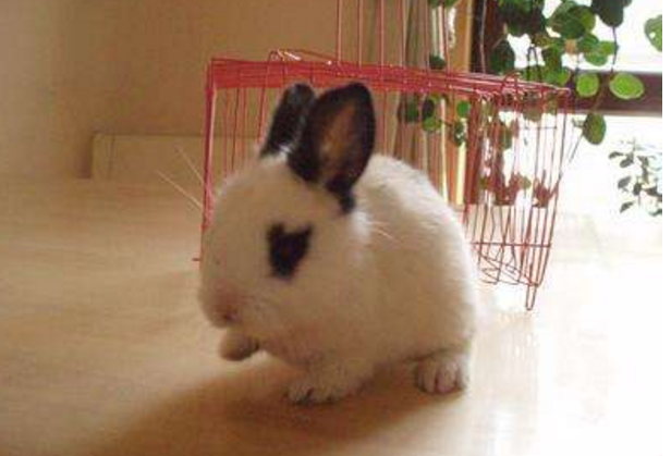 热门宠物种类有哪些？全球十大最受欢迎宠物排行榜