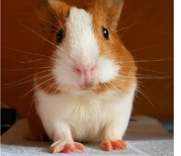 热门宠物种类有哪些？全球十大最受欢迎宠物排行榜