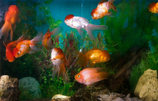 热门宠物种类有哪些？全球十大最受欢迎宠物排行榜