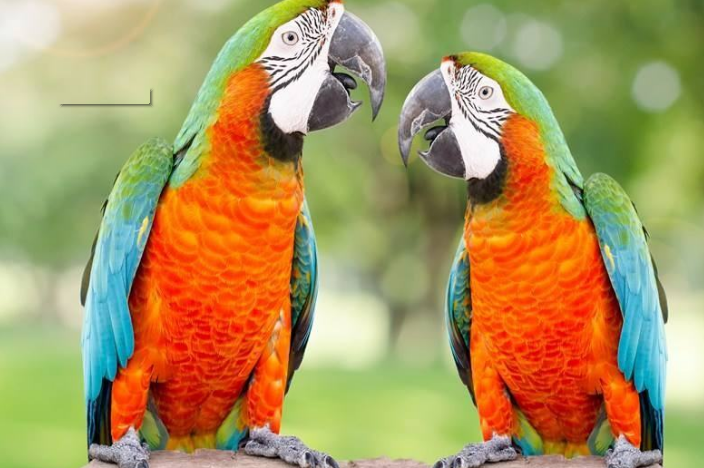 热门宠物种类有哪些？全球十大最受欢迎宠物排行榜