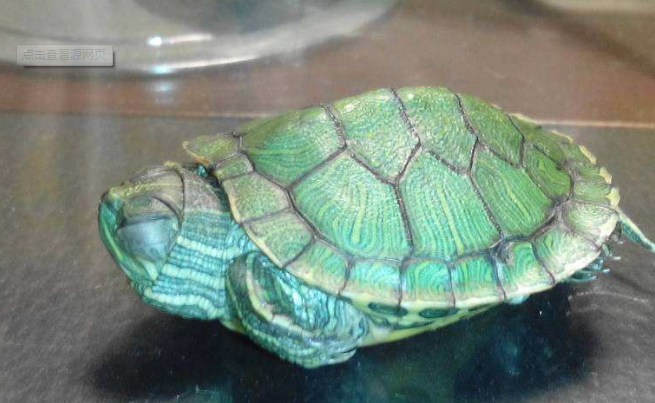 热门宠物种类有哪些？全球十大最受欢迎宠物排行榜